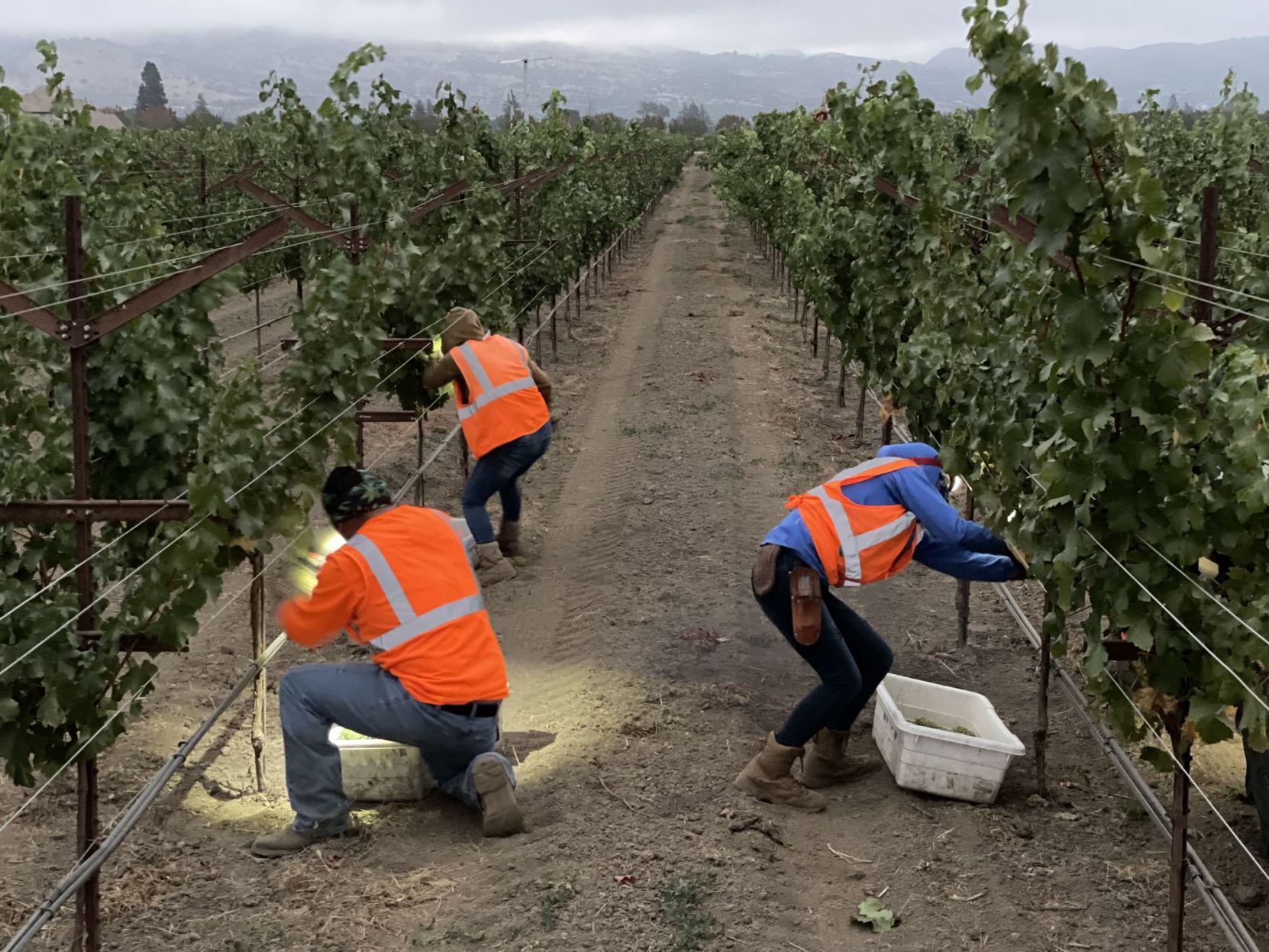 Lives of the Vines